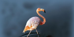 Rüyada Flamingo Görmek