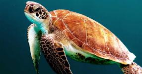 Rüyada Kaplumbağa Görmek