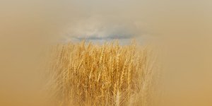 Rüyada Buğday Yığını Görmek