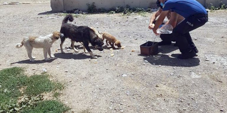 Kars'ta polis ekipleri sokak hayvanlarının yaşam alanlarına yiyecek ve su bıraktı