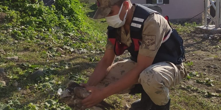 Ardahan'da jandarmanın arazide bulduğu yaralı kartal ile saz kamışçı kuşu tedavi edilecek