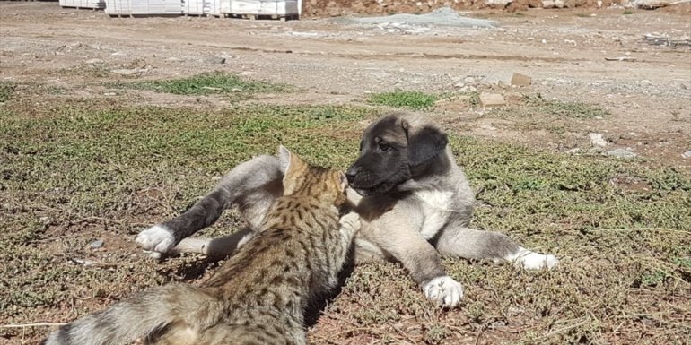 Yavru kedi ve köpeğin dostluğu görenleri şaşırtıyor