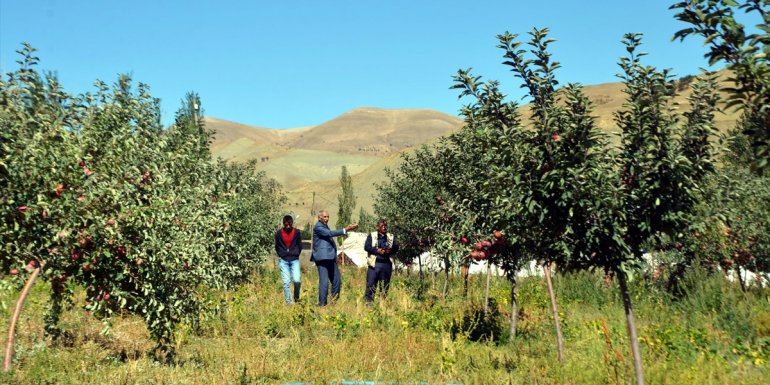 Muş'ta devlet desteğiyle kurulan elma bahçelerinde hasada başlandı