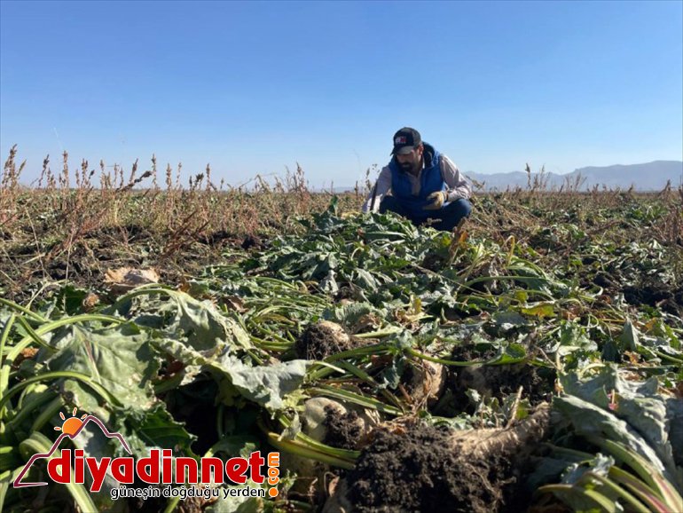 Destek ve teşviklerle Ağrı'daki çiftçiler şeker pancarı üretimini arttırdı