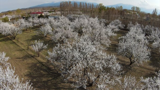 Iğdır'da çiçek açan kayısı ağaçları FPV dronla görüntülendi