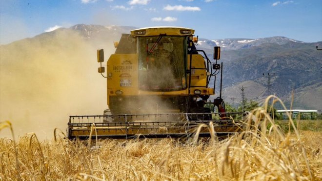 Erzincan Belediyesinin boş arazilere ektiği hububatta hasat başladı