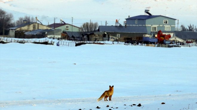 Tunceli ve Ardahan'da kar, Erzurum ve Ağrı'da soğuk hava etkili oluyor