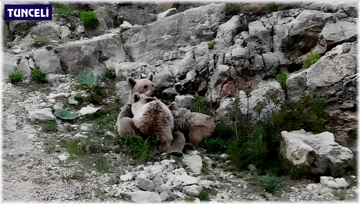 Tunceli'de anne ayı, yavrularını emzirirken görüntülendi