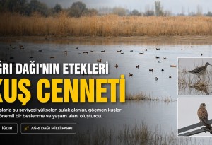 Yağışlarla canlanan Ağrı Dağı Milli Parkı kuşların göç durağı oldu