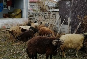 Ağrı'da çalınan 40 küçükbaş hayvanın yarısı bulundu, gözaltındaki 2 şüpheli serbest bırakıldı