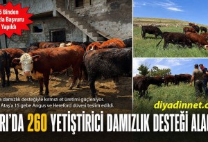 Ağrı'da Damızlık Desteğiyle Kırmızı Et Üretimine Katkı: 15 Gebe Düve Teslim Edildi