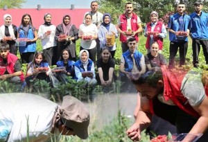 Ağrı Tutak'ta Gönüllü Gençler İsaabat Köyü'nde Çilek Hasadına Katıldı