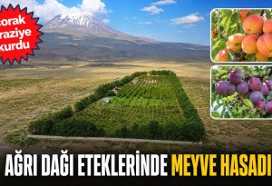 Çorak araziyi bahçeye dönüştürdü: Ağrı Dağı eteklerinde hasat başladı!...