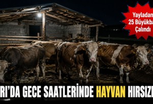Ağrı'da Gece Saatlerinde Hayvan Hırsızlığı: Yayladan 23 Büyükbaş Çalındı!