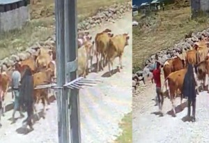 Ağrı Kovancık'ta çalınan 23 büyükbaş hayvan Balık Gölü'nde kameraya takıldı