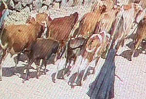 23 büyükbaş çalınmıştı: 15'i Doğubayazıt'ta bulundu