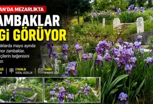 Elazığ Keban'da mezarlıklar mor zambaklarla renklendi