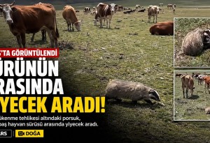 Kars'ta nesli tükenme tehlikesindeki porsuk sürünün arasında görüntülendi