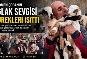 Erzurumlu fenomen çoban Şahin Dürlü, yeni doğan oğlakları bebek gibi sevdi