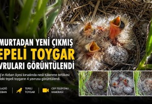 Elazığ'da mantar ararken yumurtadan yeni çıkan tepeli toygar yavruları buldular