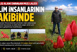 Yayılış alanı daralan Muş lalesi için yeni genotipler geliştirildi