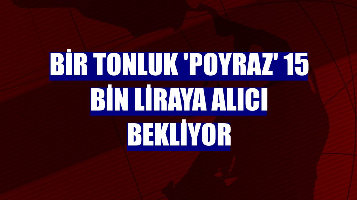 Bir tonluk 'Poyraz' 15 bin liraya alıcı bekliyor