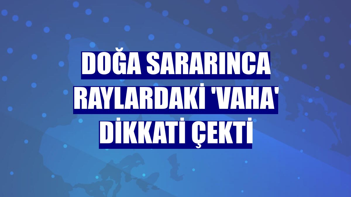 Doğa sararınca raylardaki 'vaha' dikkati çekti