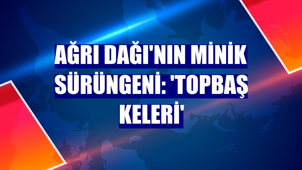 Ağrı Dağı'nın minik sürüngeni: 'Topbaş keleri'