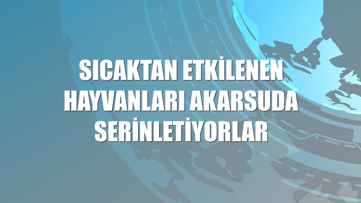 Sıcaktan etkilenen hayvanları akarsuda serinletiyorlar