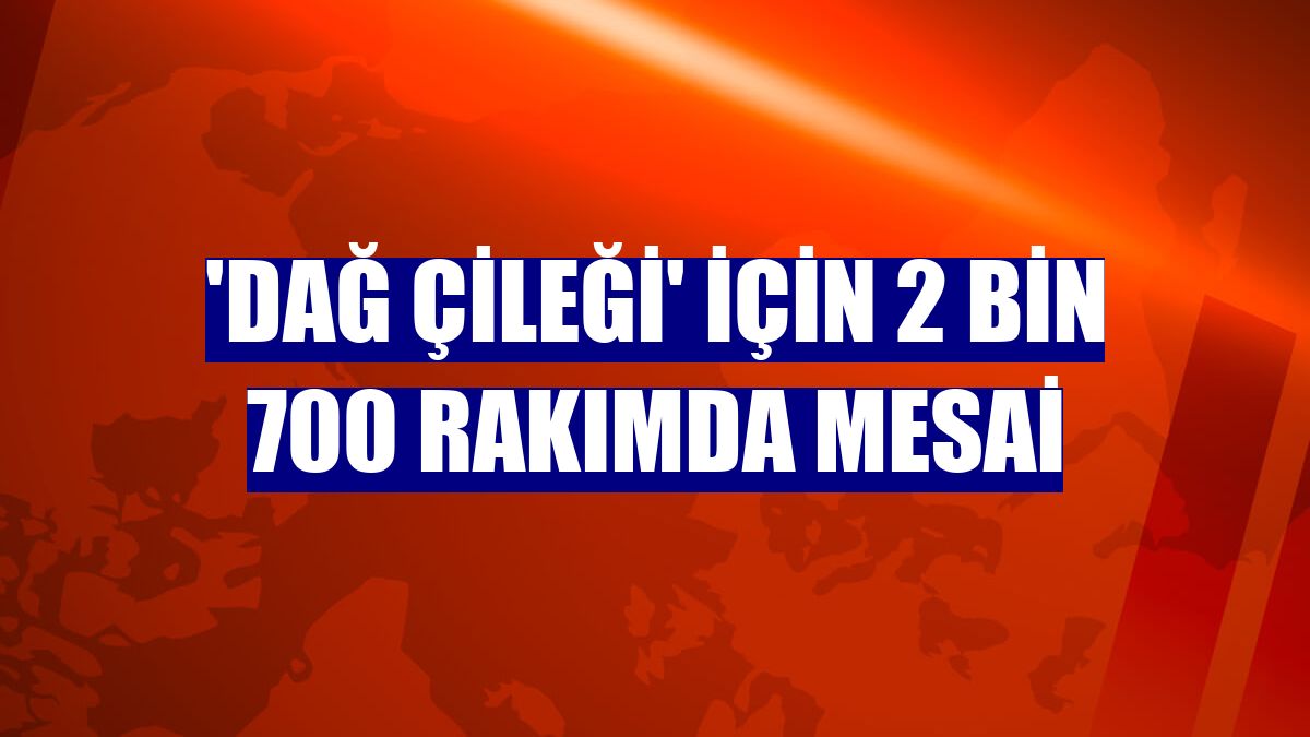 'Dağ çileği' için 2 bin 700 rakımda mesai