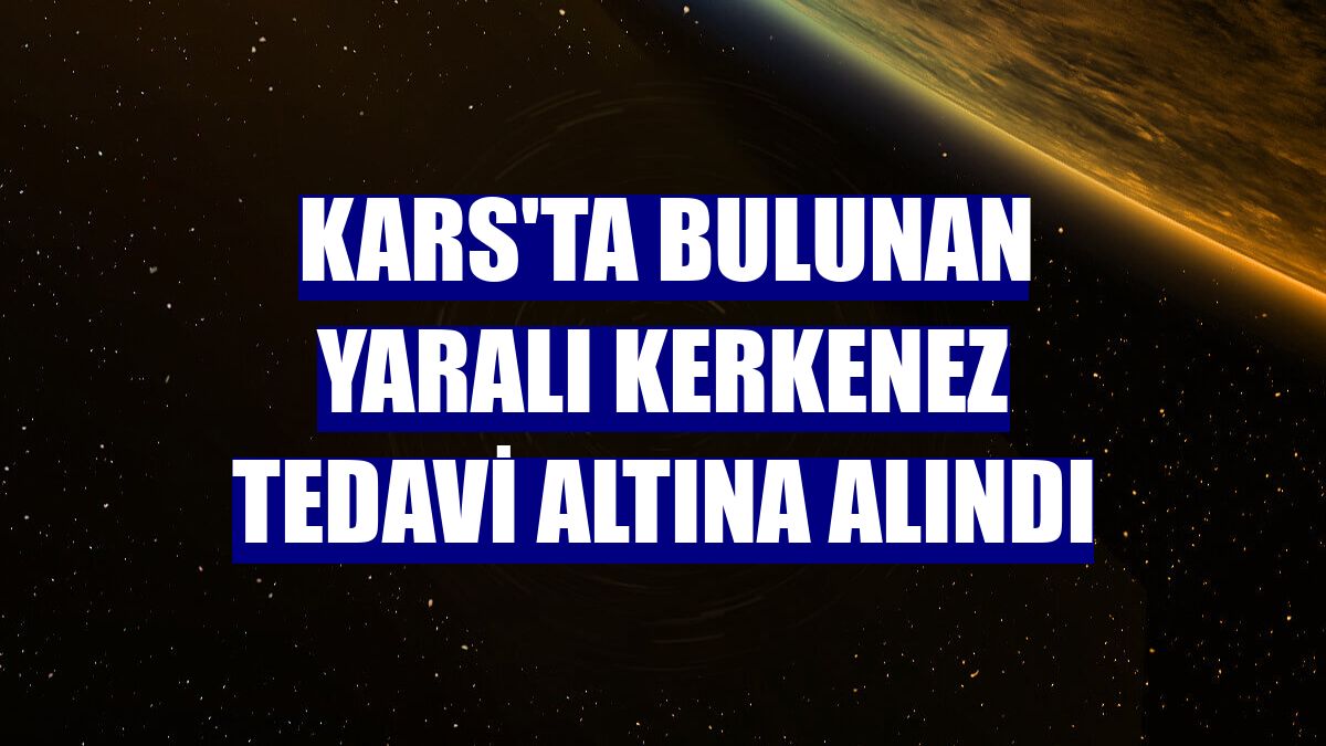 Kars'ta bulunan yaralı kerkenez tedavi altına alındı