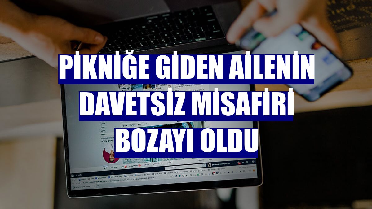 Pikniğe giden ailenin davetsiz misafiri bozayı oldu