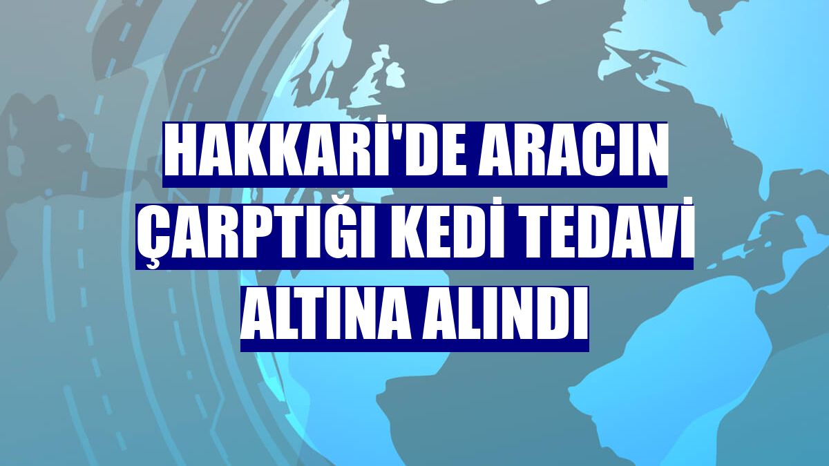 Hakkari'de aracın çarptığı kedi tedavi altına alındı