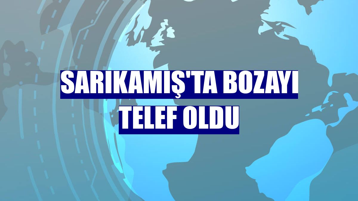 Sarıkamış'ta bozayı telef oldu