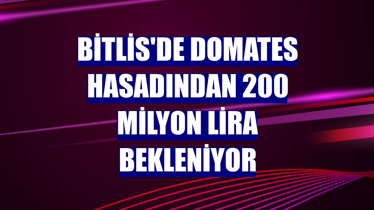 Bitlis'de domates hasadından 200 milyon lira bekleniyor