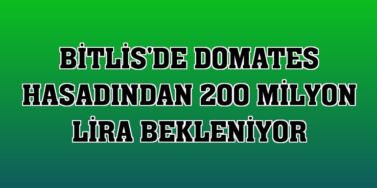 Bitlis'de domates hasadından 200 milyon lira bekleniyor