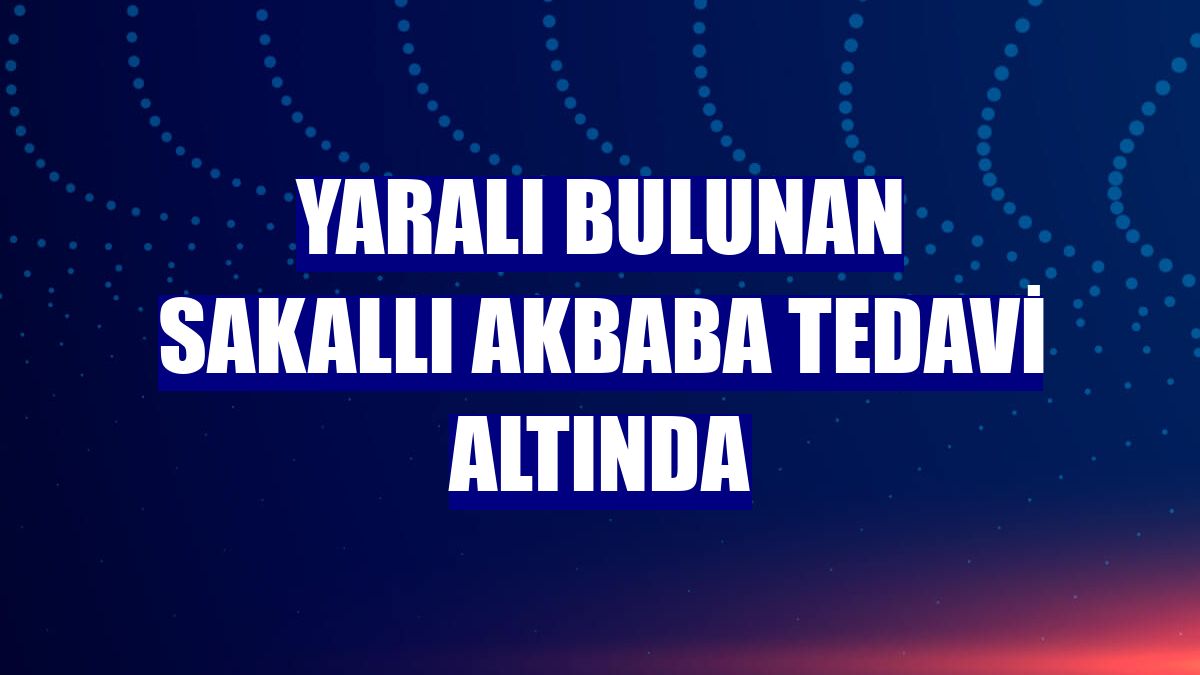 Yaralı bulunan sakallı akbaba tedavi altında