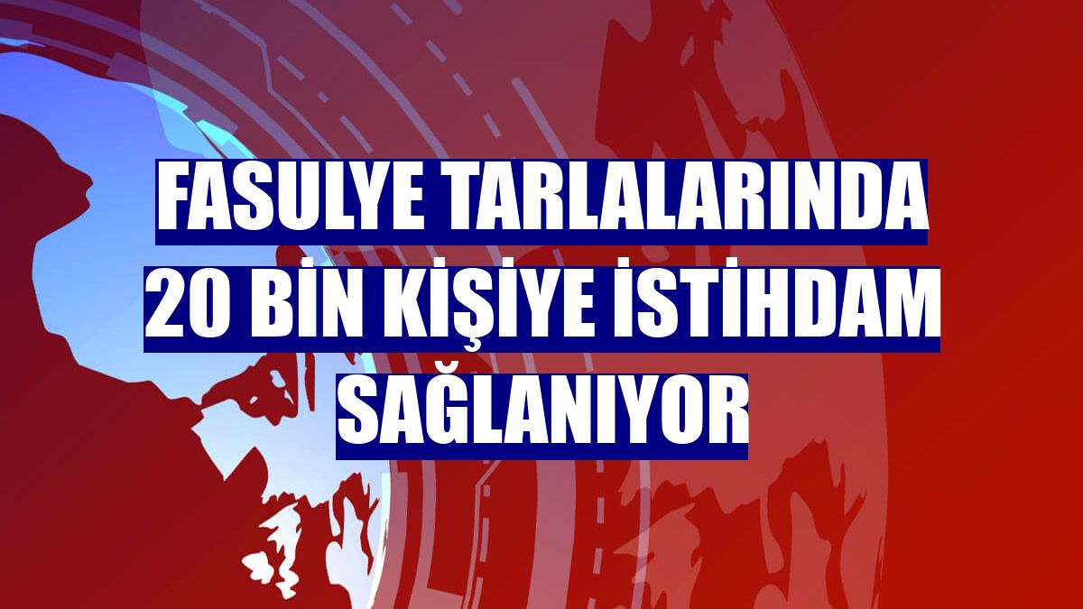 Fasulye tarlalarında 20 bin kişiye istihdam sağlanıyor