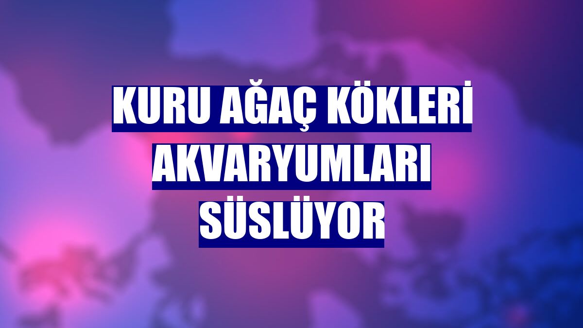 Kuru ağaç kökleri akvaryumları süslüyor