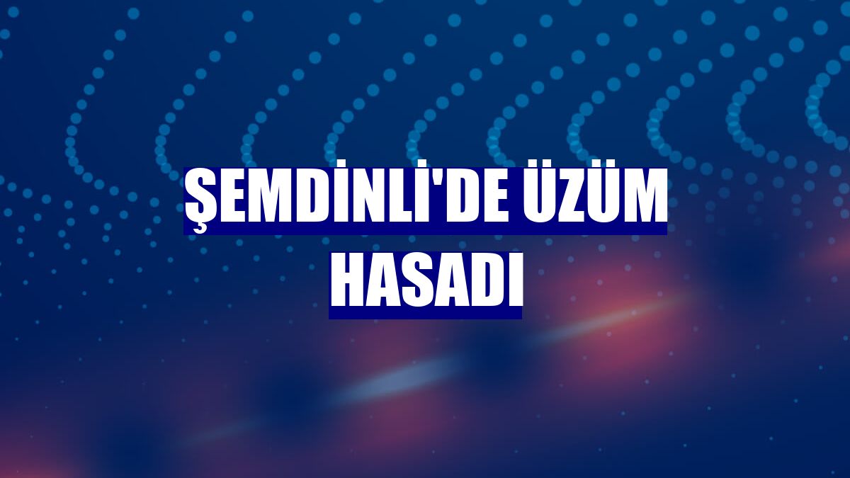 Şemdinli'de üzüm hasadı