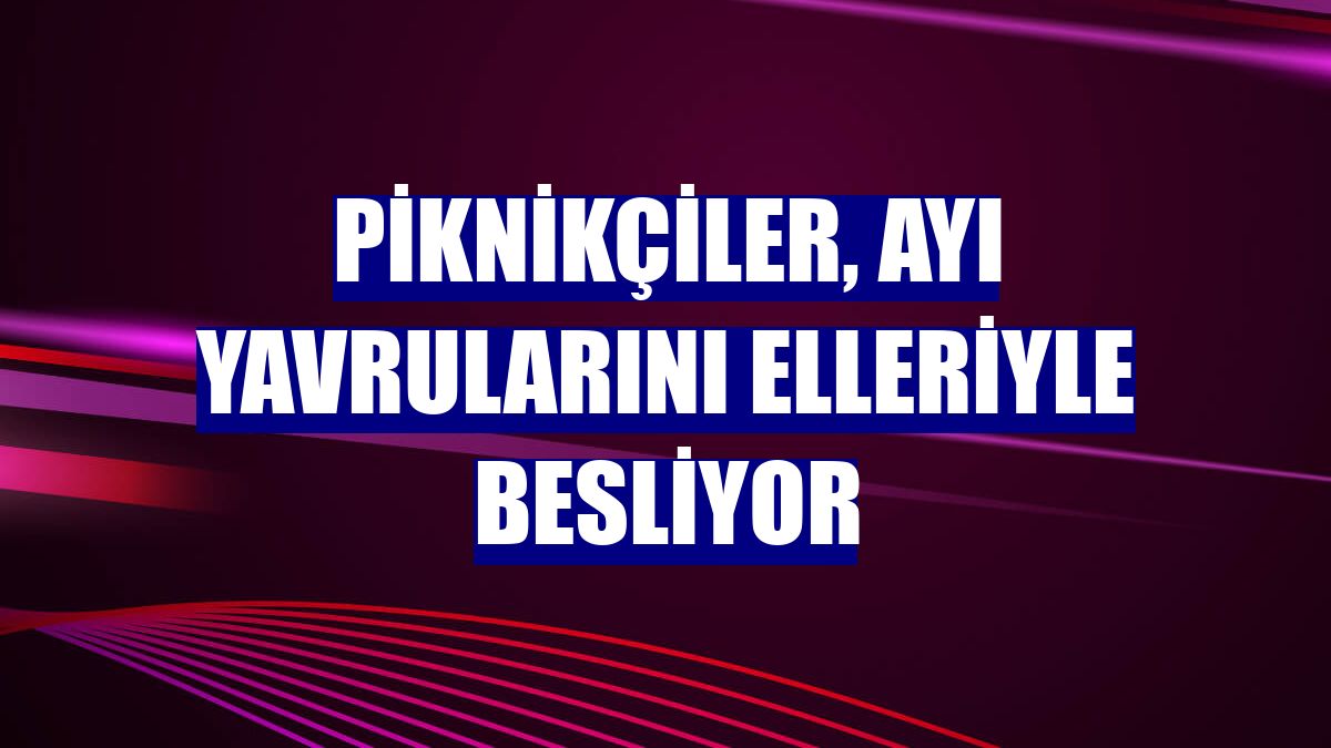 Piknikçiler, ayı yavrularını elleriyle besliyor