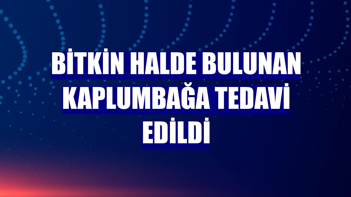 Bitkin halde bulunan kaplumbağa tedavi edildi