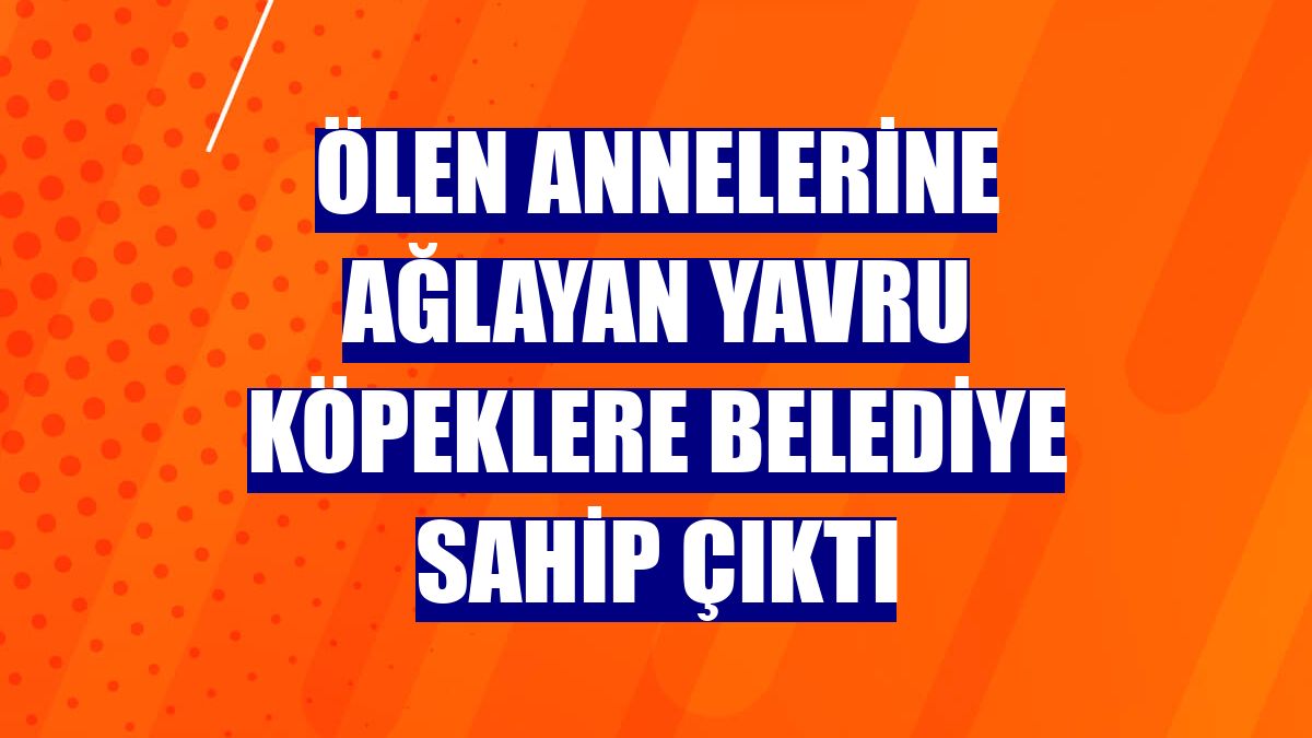 Ölen annelerine ağlayan yavru köpeklere belediye sahip çıktı
