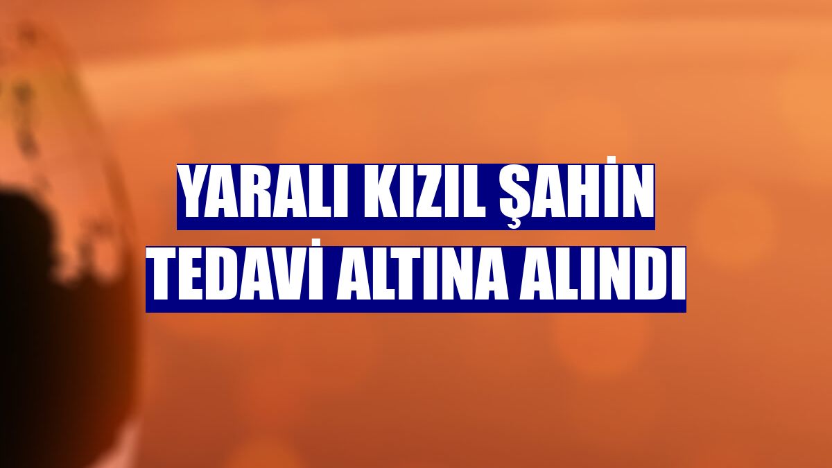 Yaralı kızıl şahin tedavi altına alındı