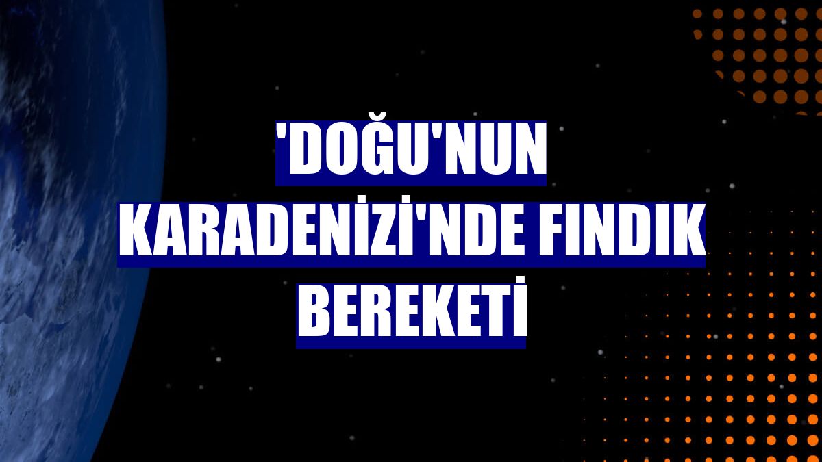 'Doğu'nun Karadenizi'nde fındık bereketi