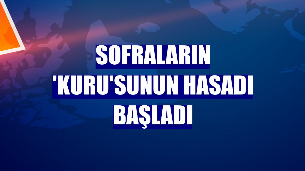 Sofraların 'kuru'sunun hasadı başladı