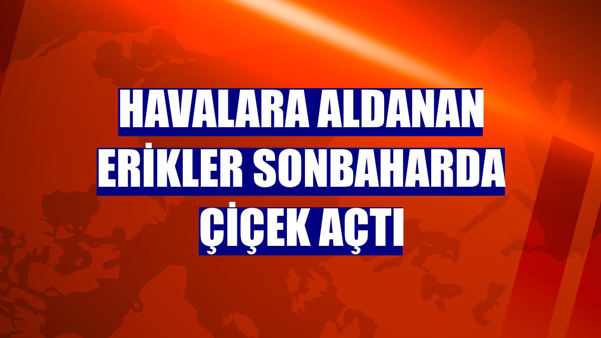 Havalara aldanan erikler sonbaharda çiçek açtı