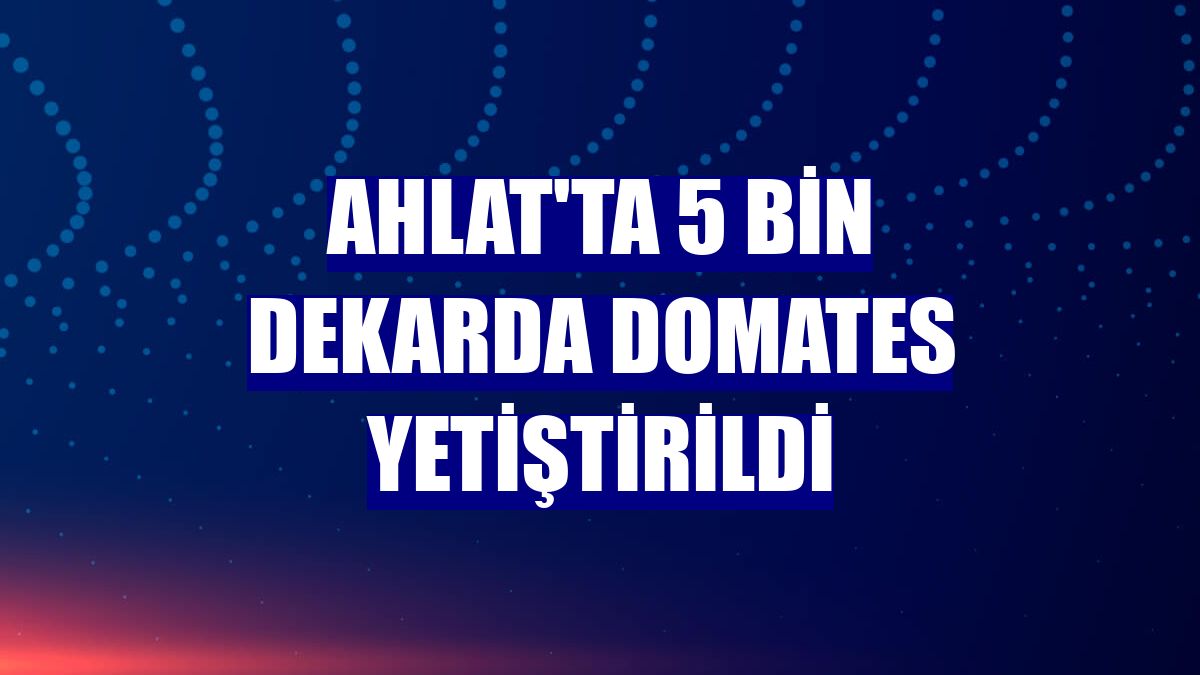 Ahlat'ta 5 bin dekarda domates yetiştirildi