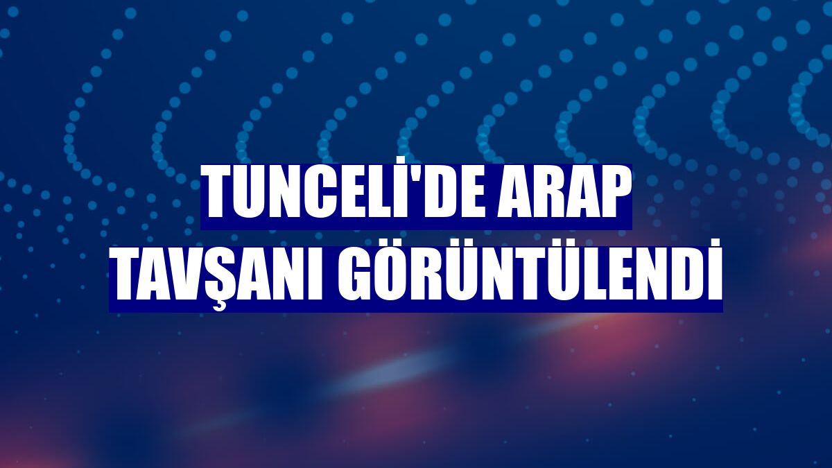 Tunceli'de Arap tavşanı görüntülendi