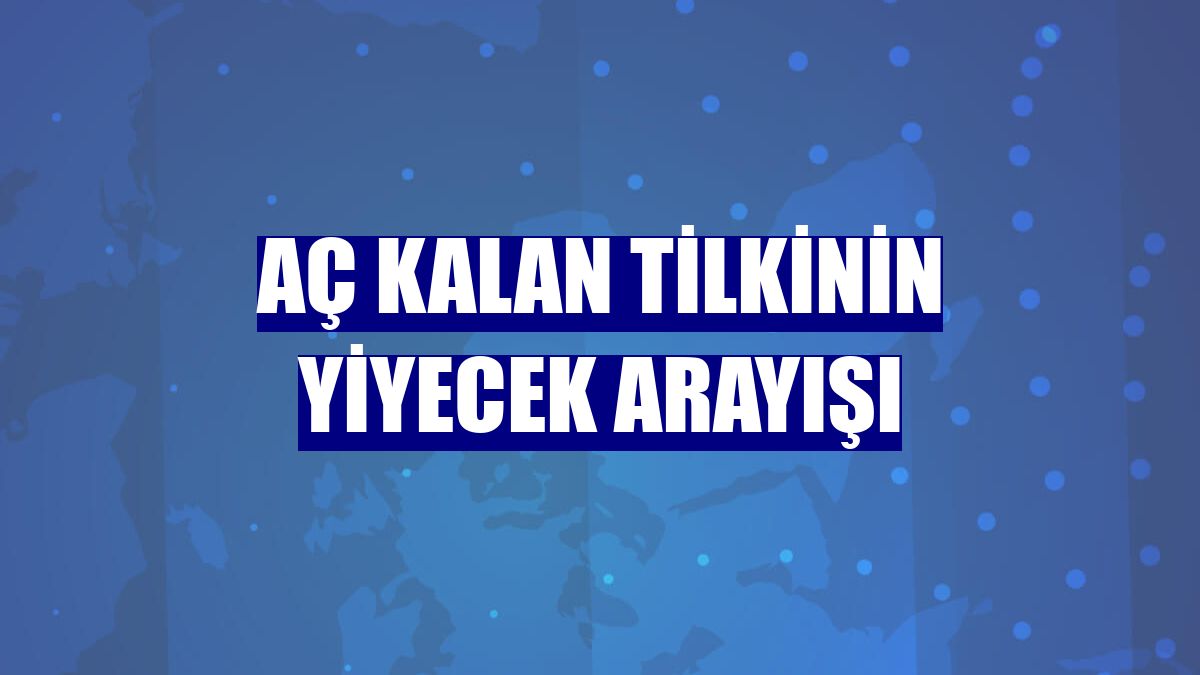Aç kalan tilkinin yiyecek arayışı